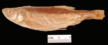 Media type: image; Ichthyology 35926
